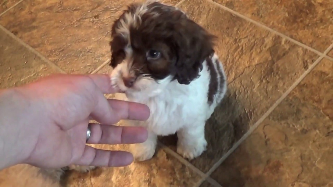 Cockapoo puppies! Melvin, Marvin, Molly, Mattie & Mable www.KingdomDogs.com