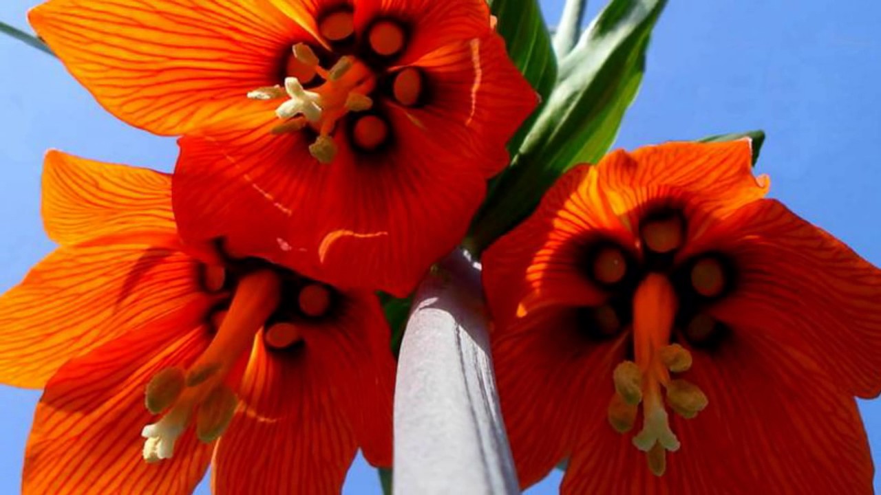 FRITILLARIA  IMPERIALIS  RUBRA