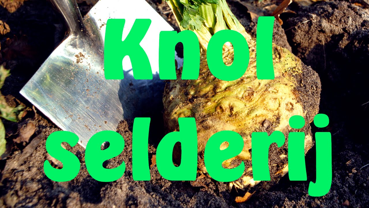 Knolselderij kweken