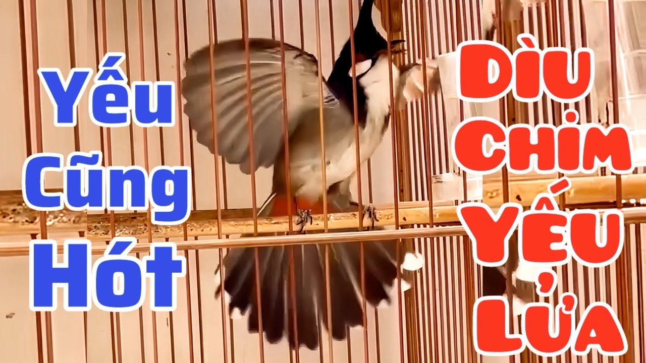 Chào Mào Hót Kích Bổi Nhanh Căng Lửa, Sổ Giọng Kích Bổi Cực Nhạy. Luyện Chào Mào Nhanh Sổ Giọng