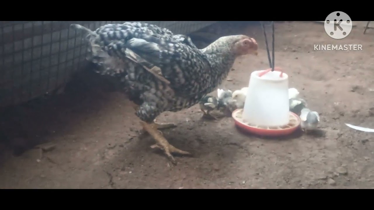 చిలకముక్కు కోళ్ల ఇన్ఫర్మేషన్ #chicken #egg #birds 10/12/2025