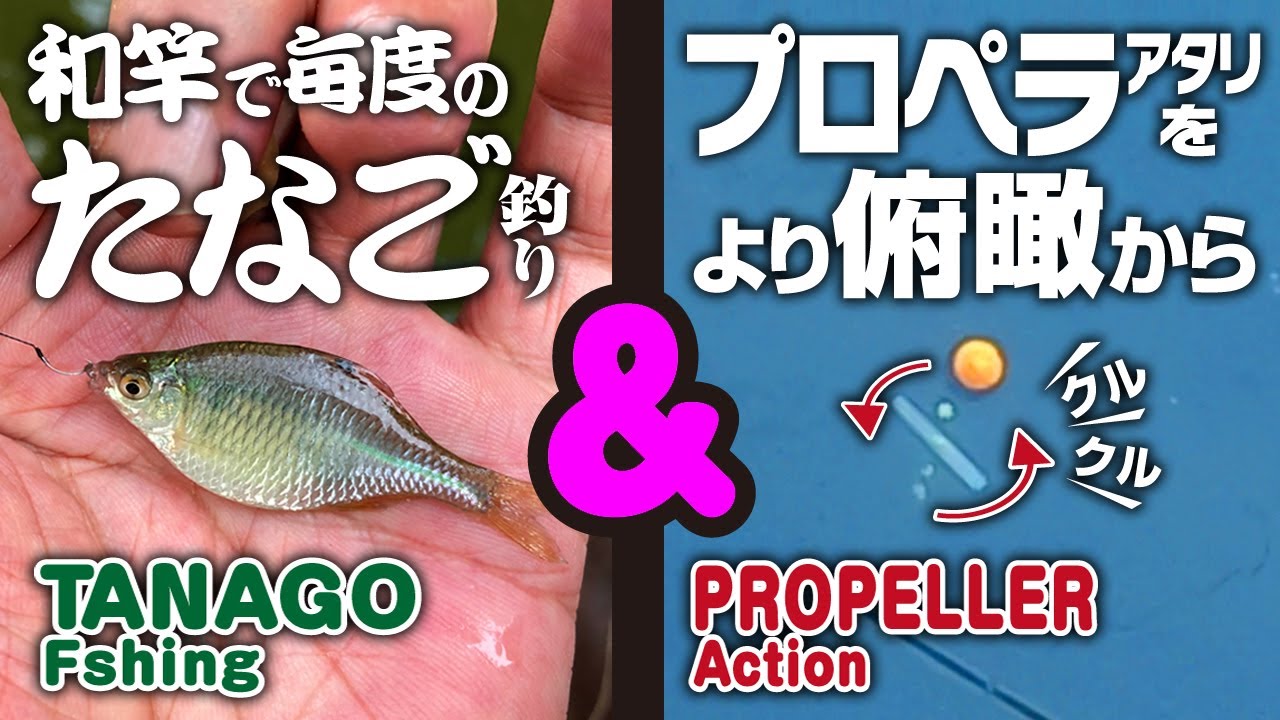 【和竿でタナゴ釣り】タナゴ釣り＆プロペラアクション！　Tanago Fishing Wazao