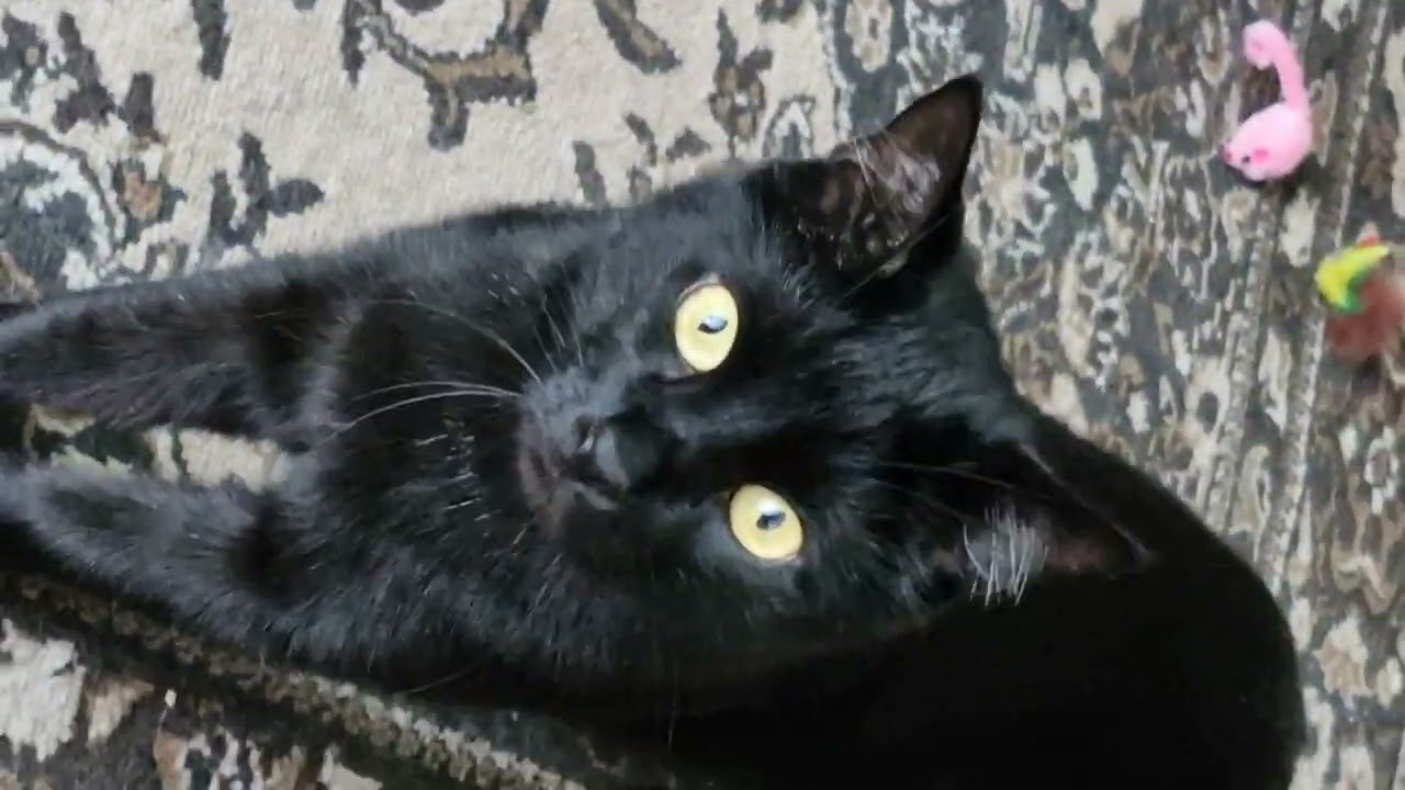 She screamed after I accidentally stepped on her tail. Boys reaction...