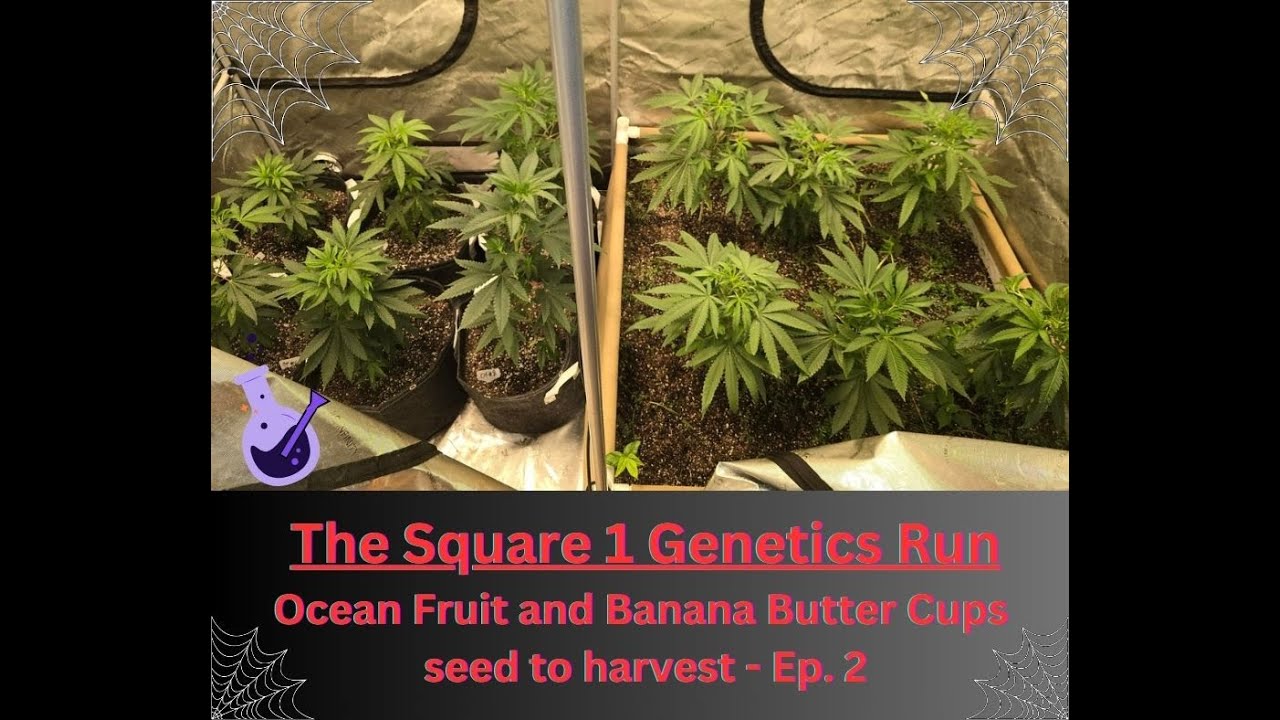 Square 1 Genetics - 🍌BBC S1's & Ocean Fruit 🥭- Seed to Harvest + Pheno Hunt - Ep.2