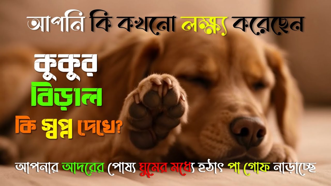 কুকুর বিড়াল কি স্বপ্ন দেখে? | Do Pet Animals Dream? | 