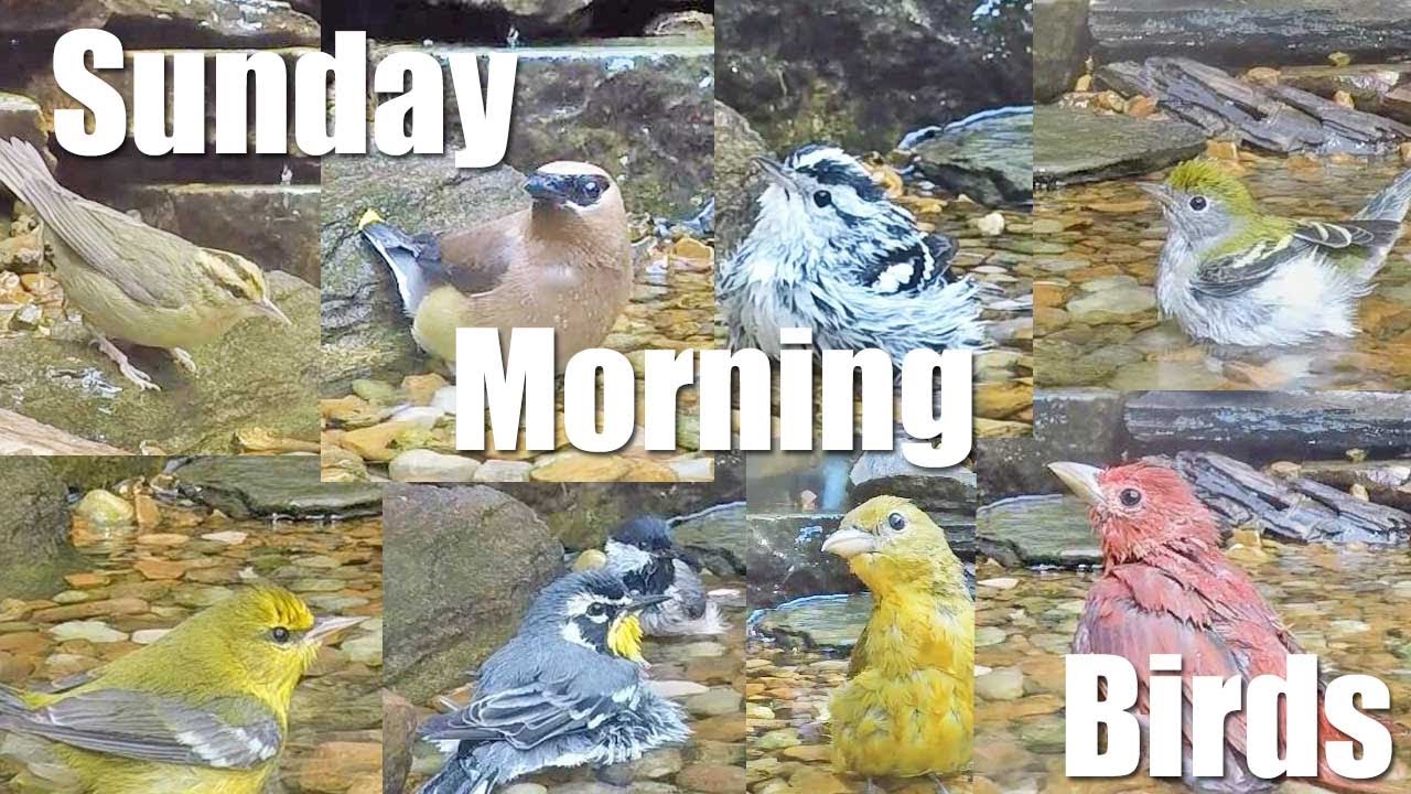 Yay! It’s Fall Migration Season & We’ve Got Warblers! September 3, 2023 Sunday Morning Birds with ID