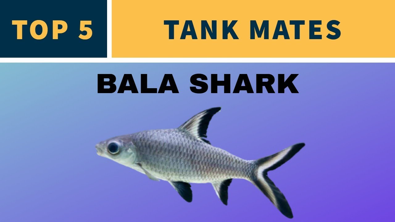 BALA SHARK TANK MATES