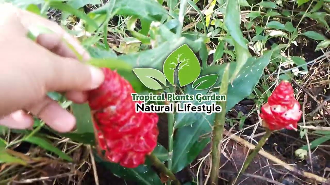 Health benefits of Zingiber zerumbet and how to make it as  Powerful herbal remedies