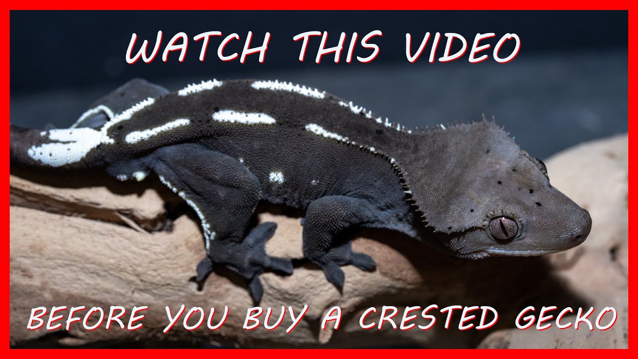 5 Tips For Buying A Crested Gecko