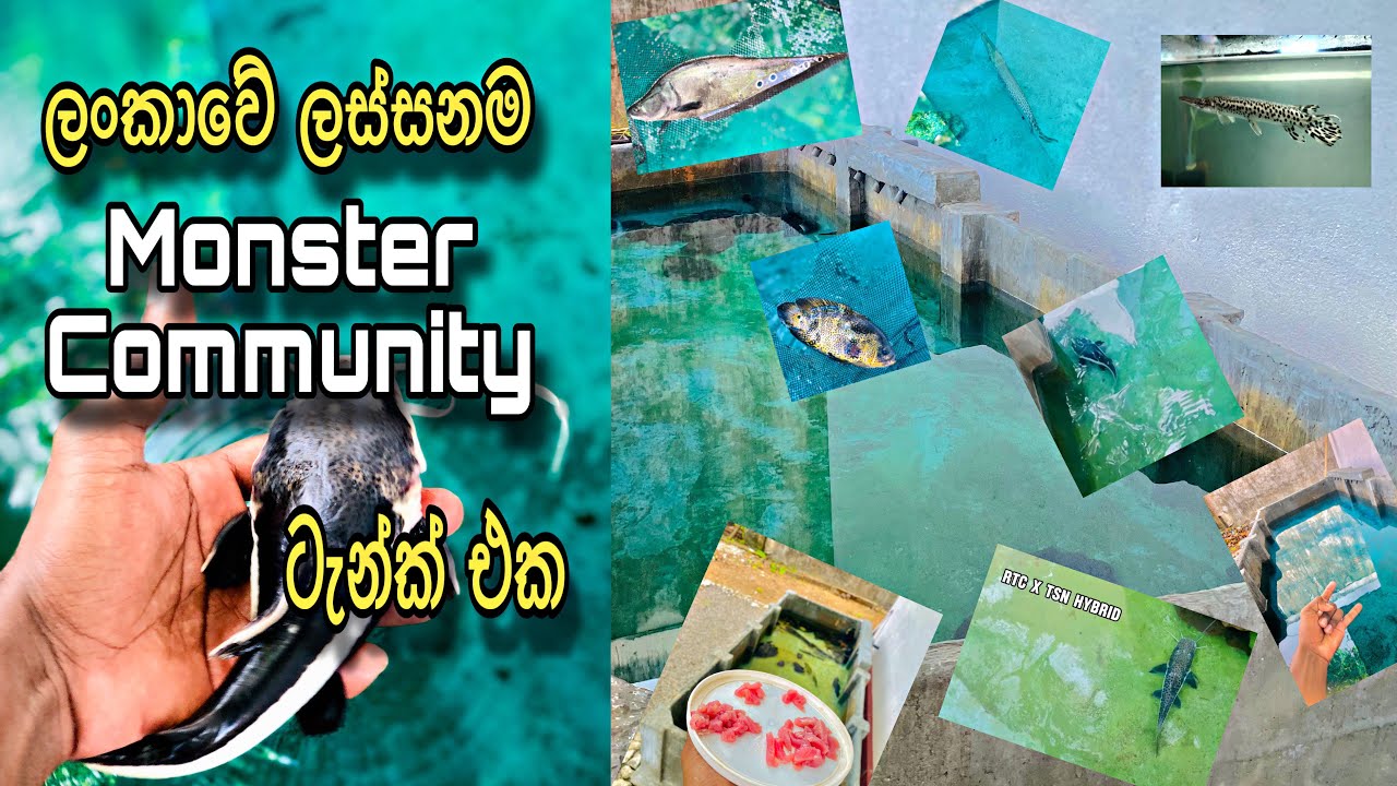 Monster මාලු හදනවනම් මේ වගේ Collection එකක්වත් හදන්න ඔනි.. | රාක්ශ මාලු Set එක