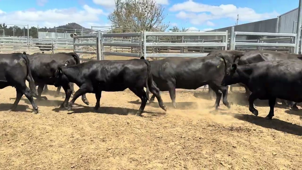 Powerhouse PTIC heifers 2