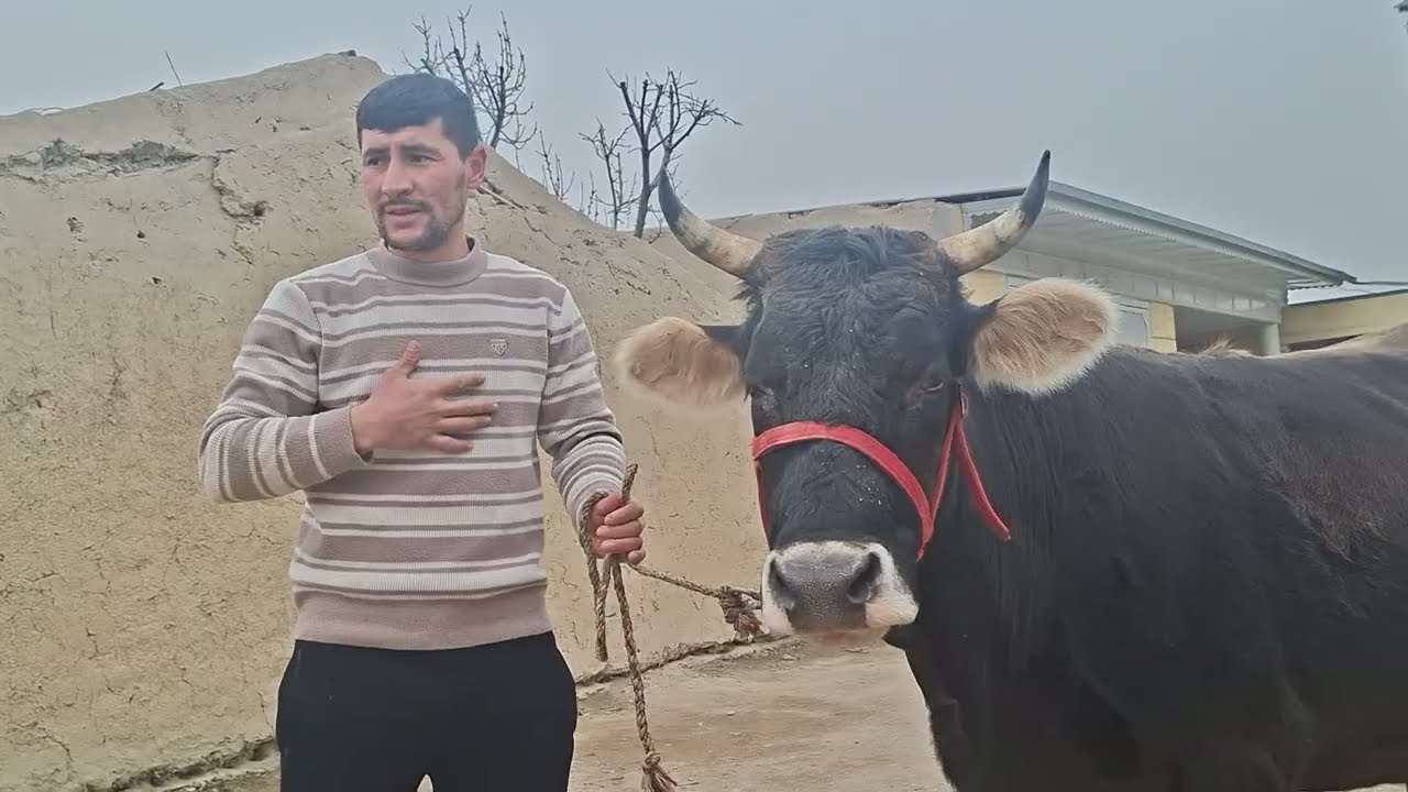 929276669ватсаб 4 САР БУГУЗХОИ😱 ШИВЕДИ ДАХШАТ АЗ ГУФРОНЧОН👈 УСПЕТ КУНЕД