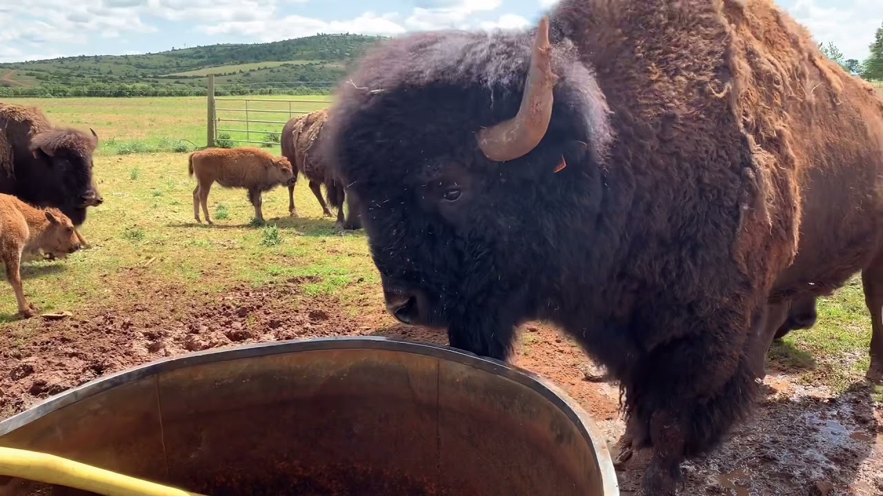 Rétrospective 2021 Randals Bison 🦬