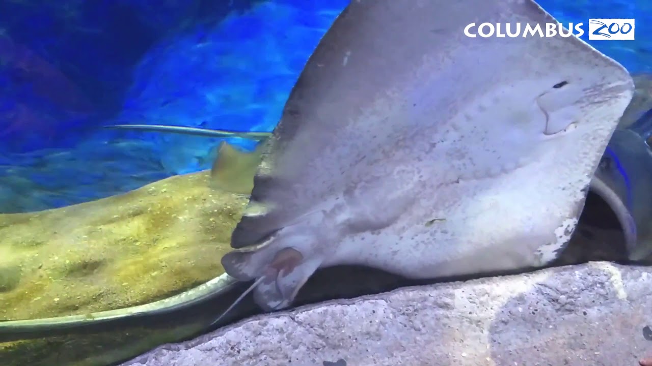 Stingray Pup Birth