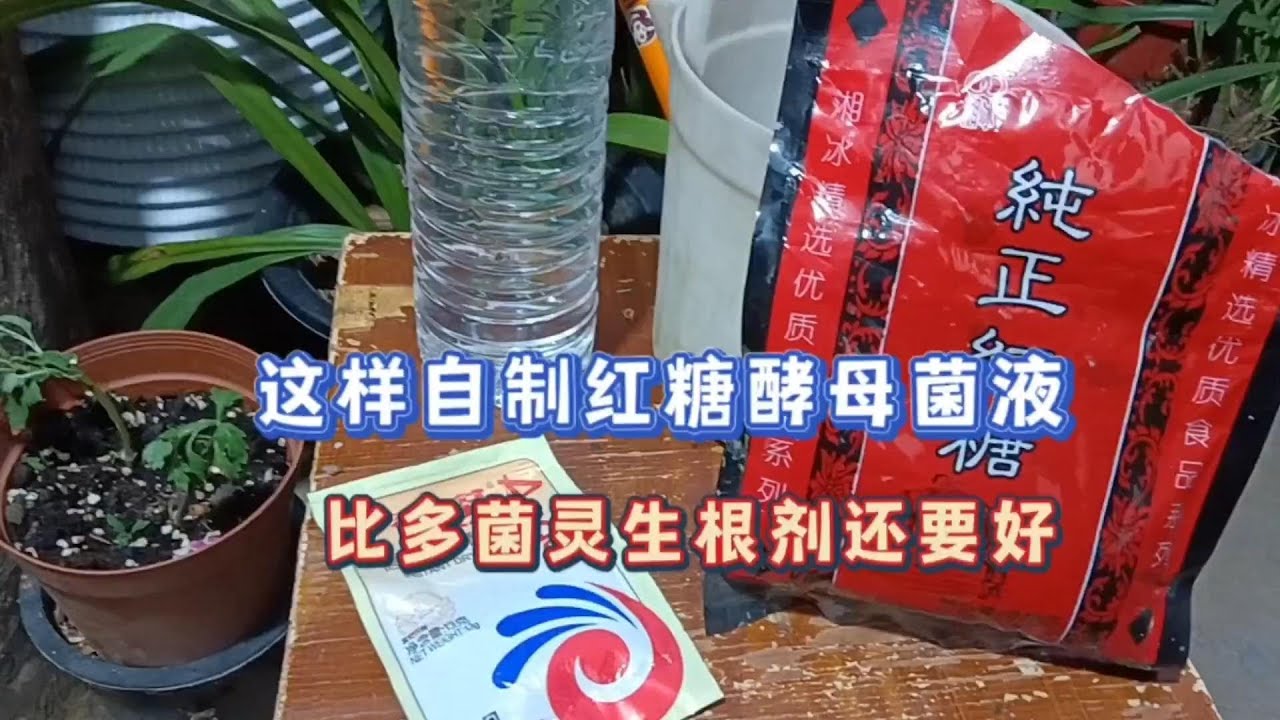 自制紅糖酵母菌液生根莊根，改良土壤又抑菌防病害！