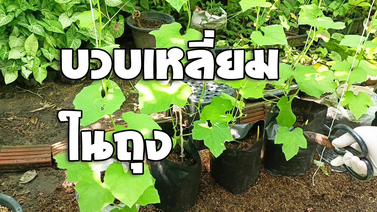 วิธีปลูกบวบในถุง และทำค้างให้บวบเลื้อยได้ง่ายๆ