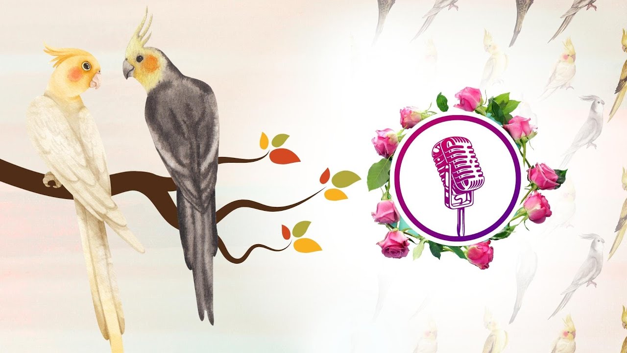 Cockatiel bird to singing and talking | cockatiel singing training