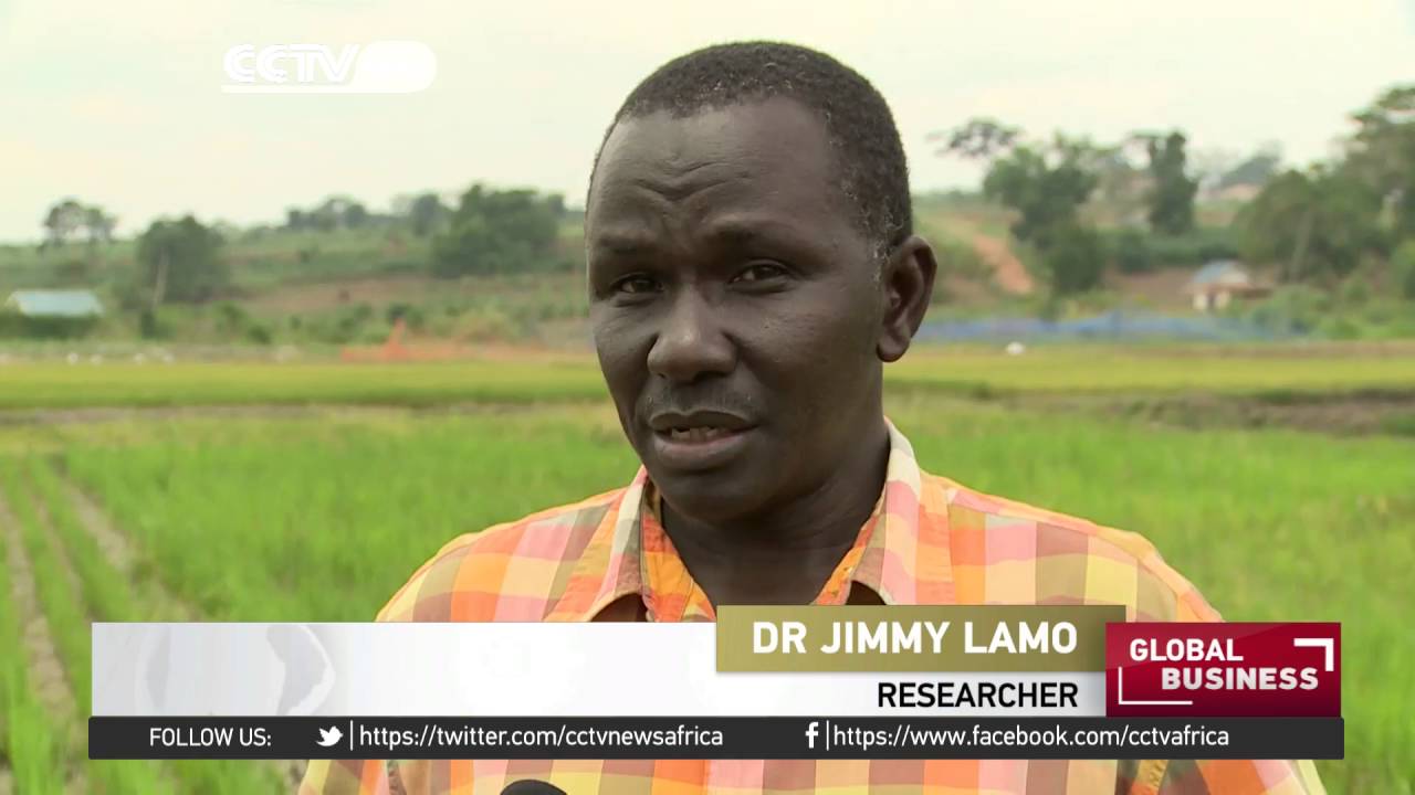 Scientists in Uganda seek to ramp up rice production using different varieties
