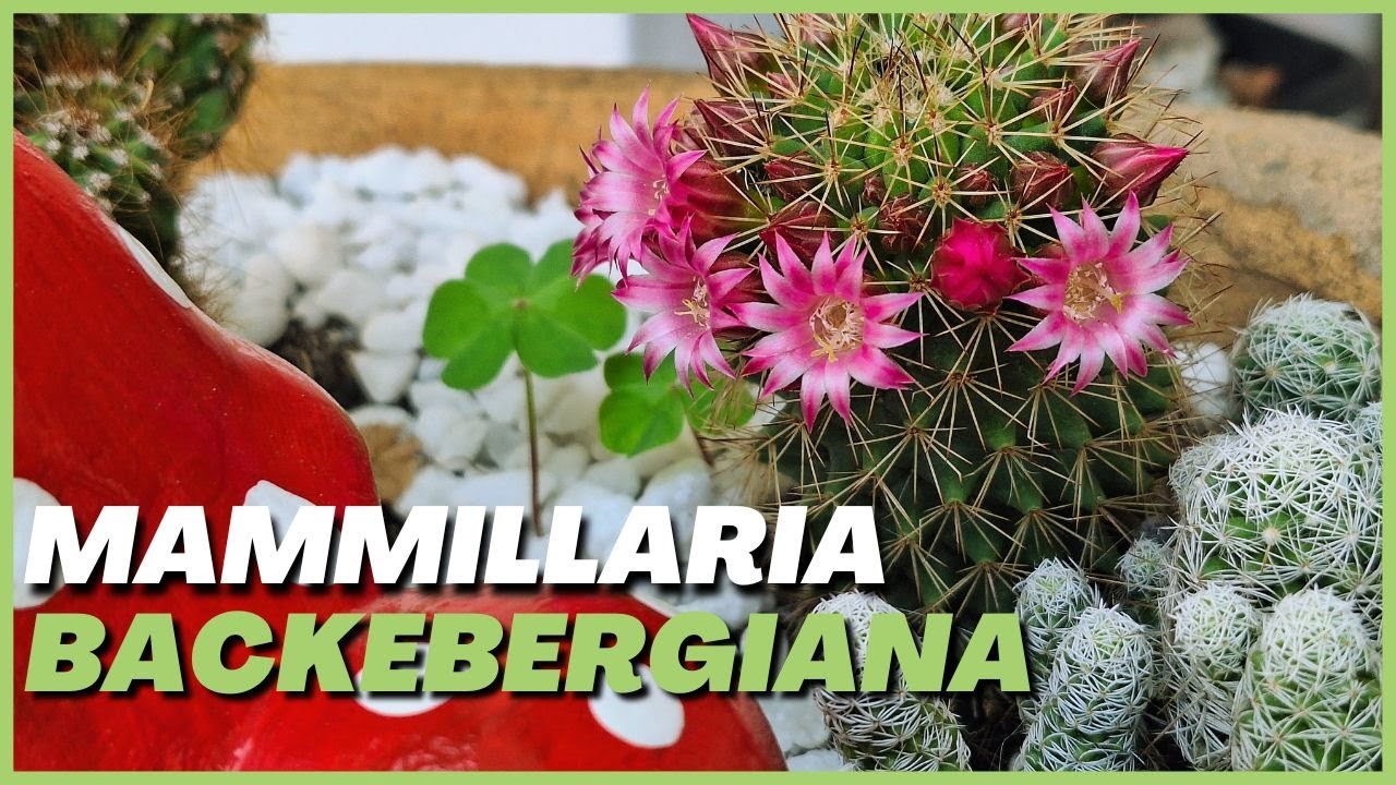 🟢CACTOS: Como Cultivar MAMMILLARIA BACKEBERGIANA e fazer florescer muito!