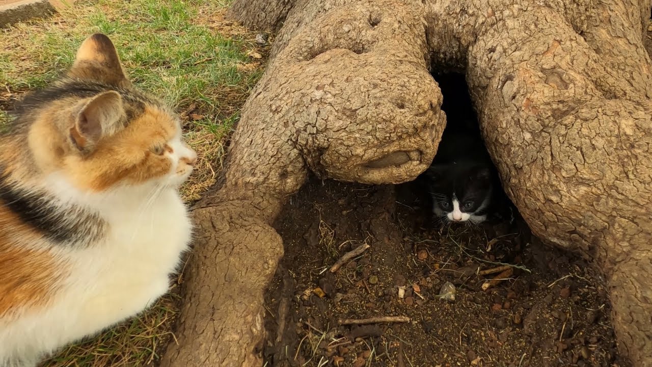 Mother cat calling her baby kittens from inside a tree