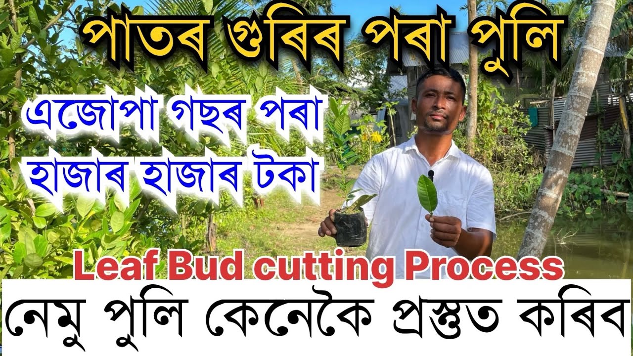এজোপা নেমু গছৰ পৰা হাজাৰ হাজাৰ টকা। Leaf bud Cutting of lemon।How to make lemon tree from leaf । Pr