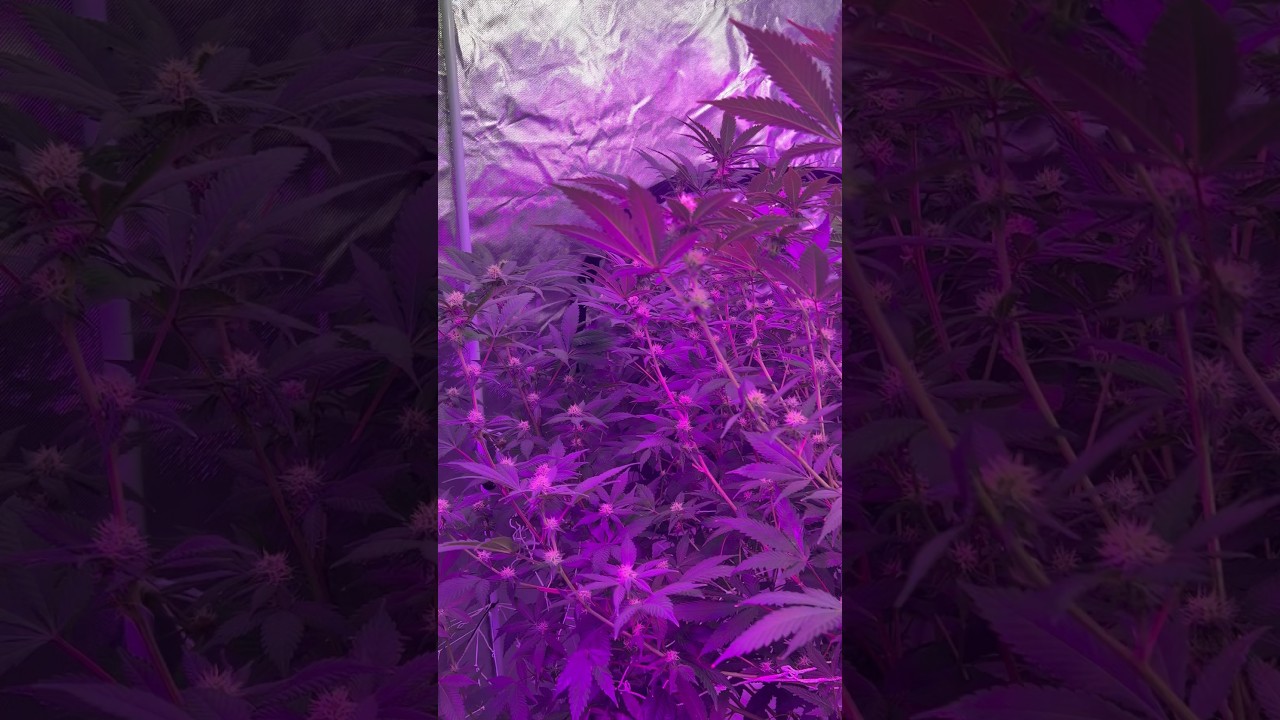 Before a schwazze #cannabisdaily #hydroponics #weedchannel #marijuanagrowers #maryjane #garden