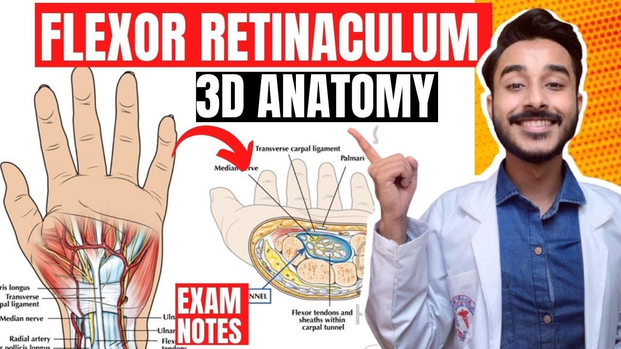 flexor retinaculum anatomy 3d | flexor retinaculum of hand anatomy | anatomy of flexor retinaculum