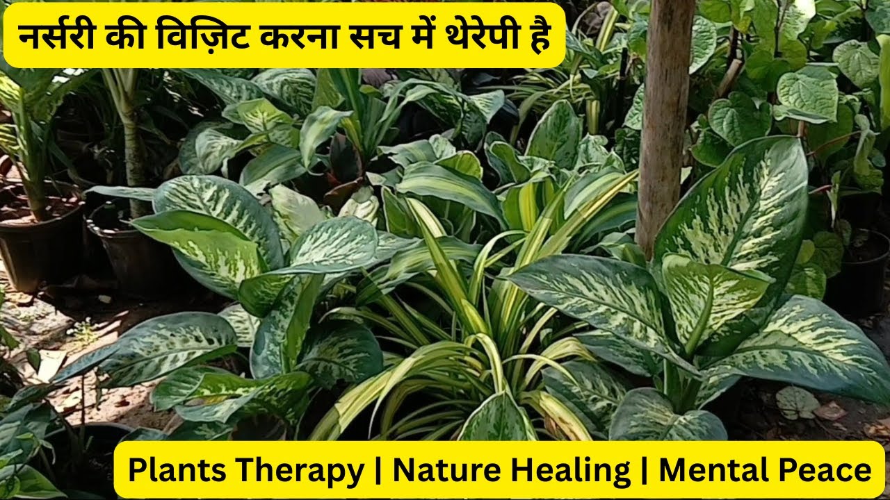 नर्सरी की विज़िट करना सच में थेरेपी है | Plants Therapy | Nature Healing | Mental Peace in Hindi