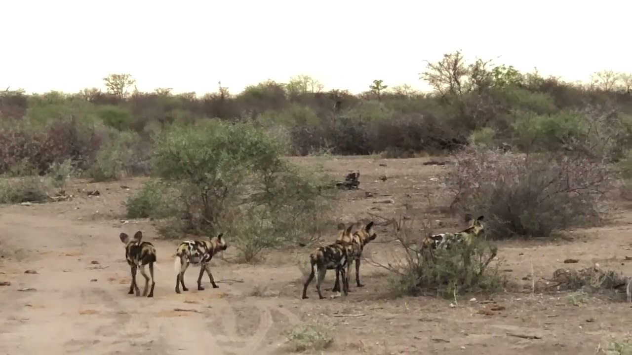 African wild dogs sneeze： let’s go for a hunt!
