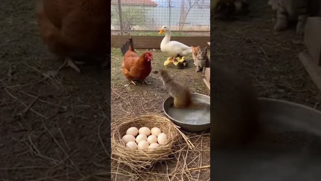 Heartwarming Proof That Love Knows No Species 🐣❤️