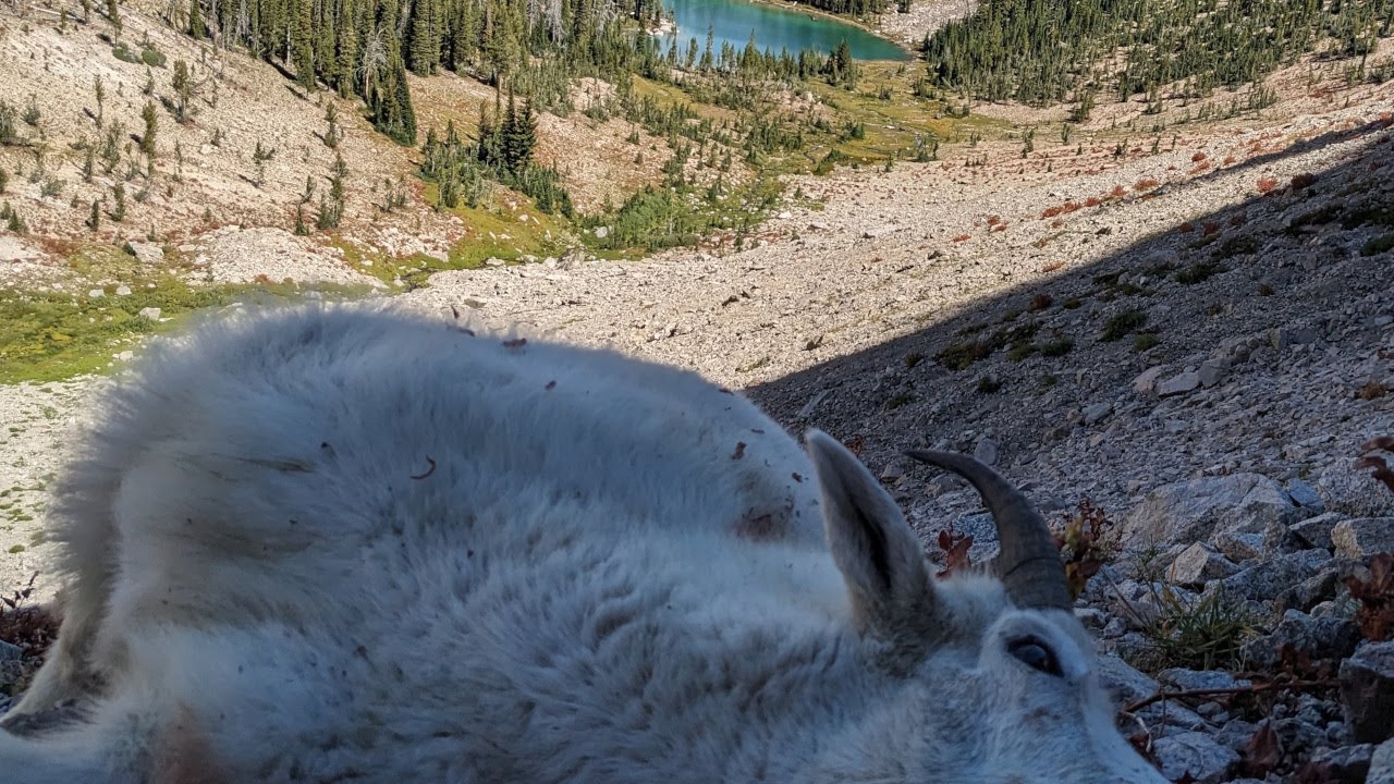 SOLO SUCCESS!! The finale of my Idaho Mountain Goat SAGA!