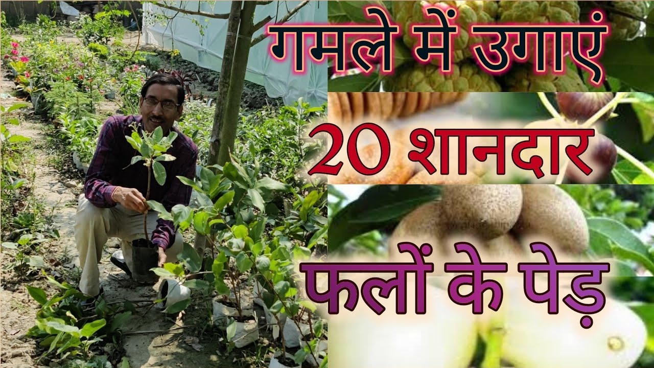 गमलों में उगाएं 20 शानदार फलों के पेड़ / 20 Best Fruit plants to grow in pots