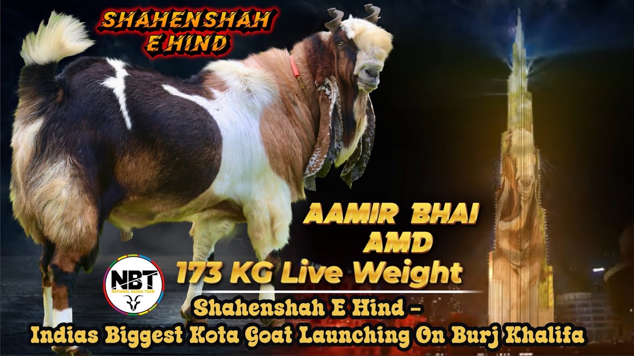 Shahenshah - e - Hind India’s Biggest Kota Goat Launching On Burj Khalifa