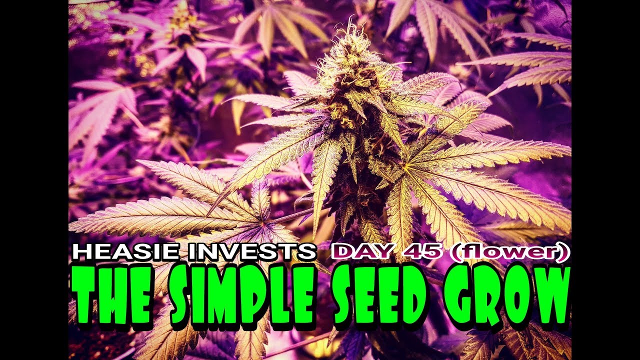 The Simple Seed Grow: Day 45 (flower) - Buds on Buds on Buds