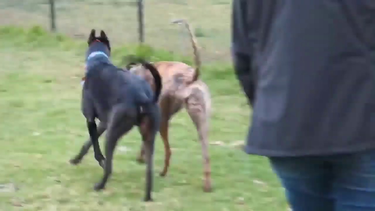St Ives Showground NSW Video 1