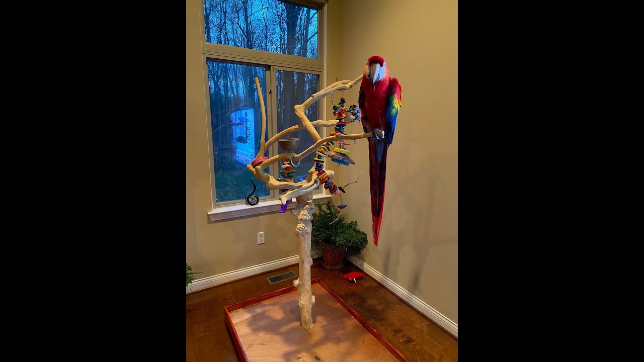 #148 MY SCARLET MACAW GET A NEW JAVA TREE STAND