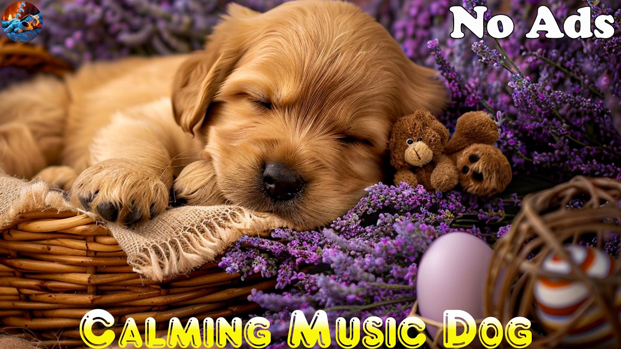 🔴 LIVE: 24/7 Calming Music for Dog🐶No Ads – Instantly Stops Separation Anxiety and Excessive Barking