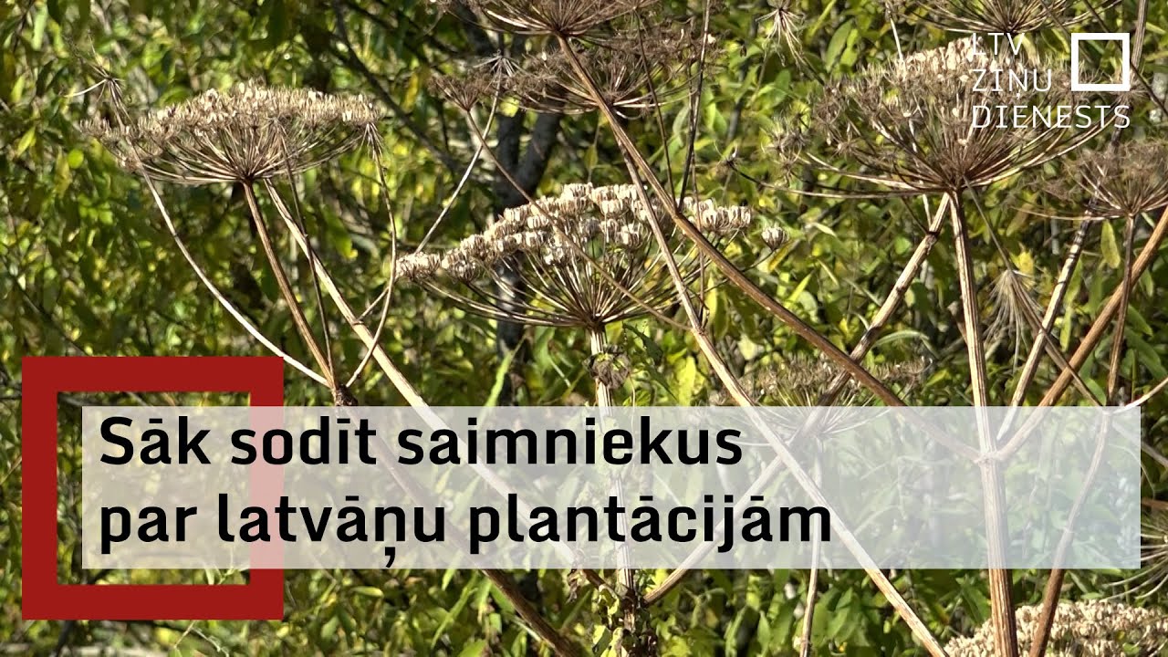 Invazīvais Sosnovska latvānis turpina izplesties