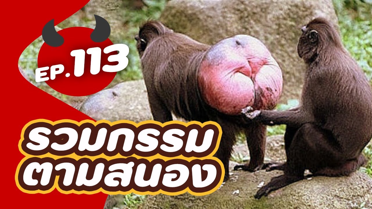 รวม 5 บุคคลกรรมตามสนอง EP.113