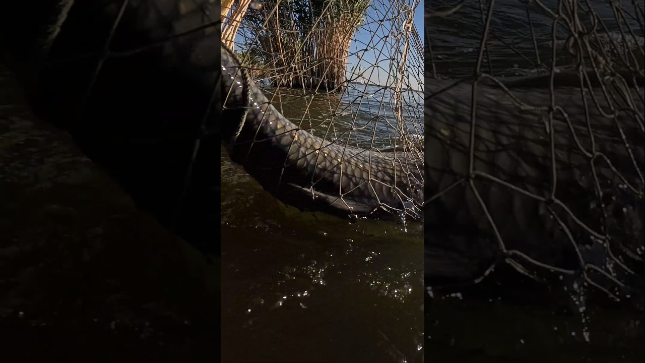 ЛОВУШКА СРАБОТАЛА! Огромный амур попался неожиданно 💥