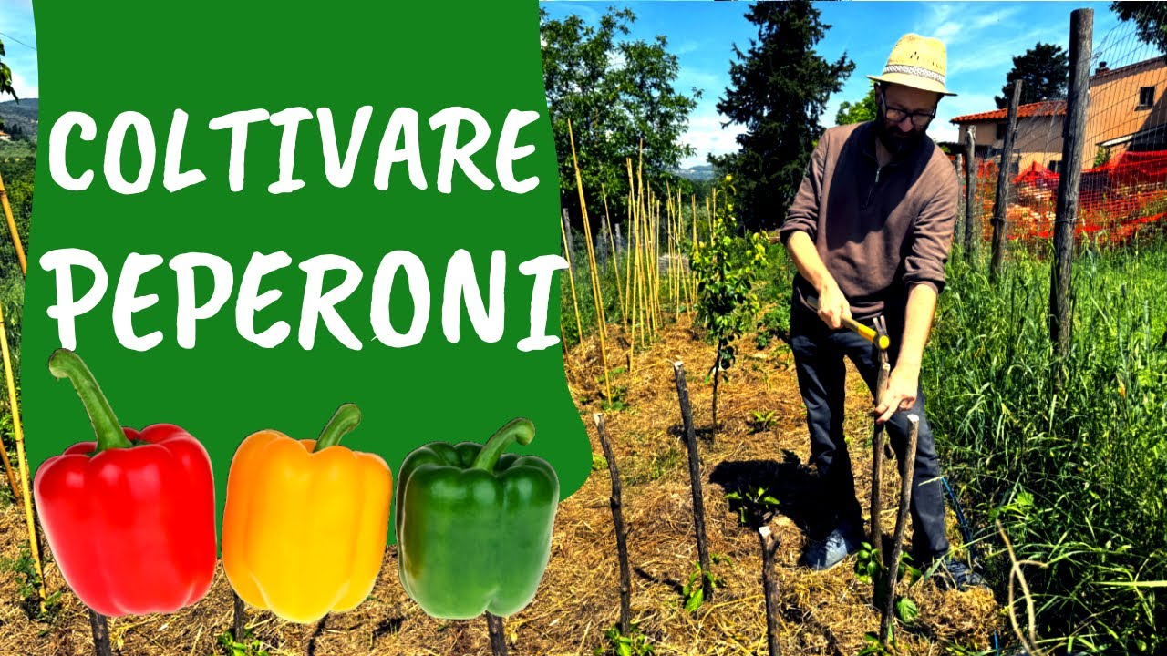 COLTIVARE PEPERONI: tutti i consigli +5  errori da evitare nell'ORTO