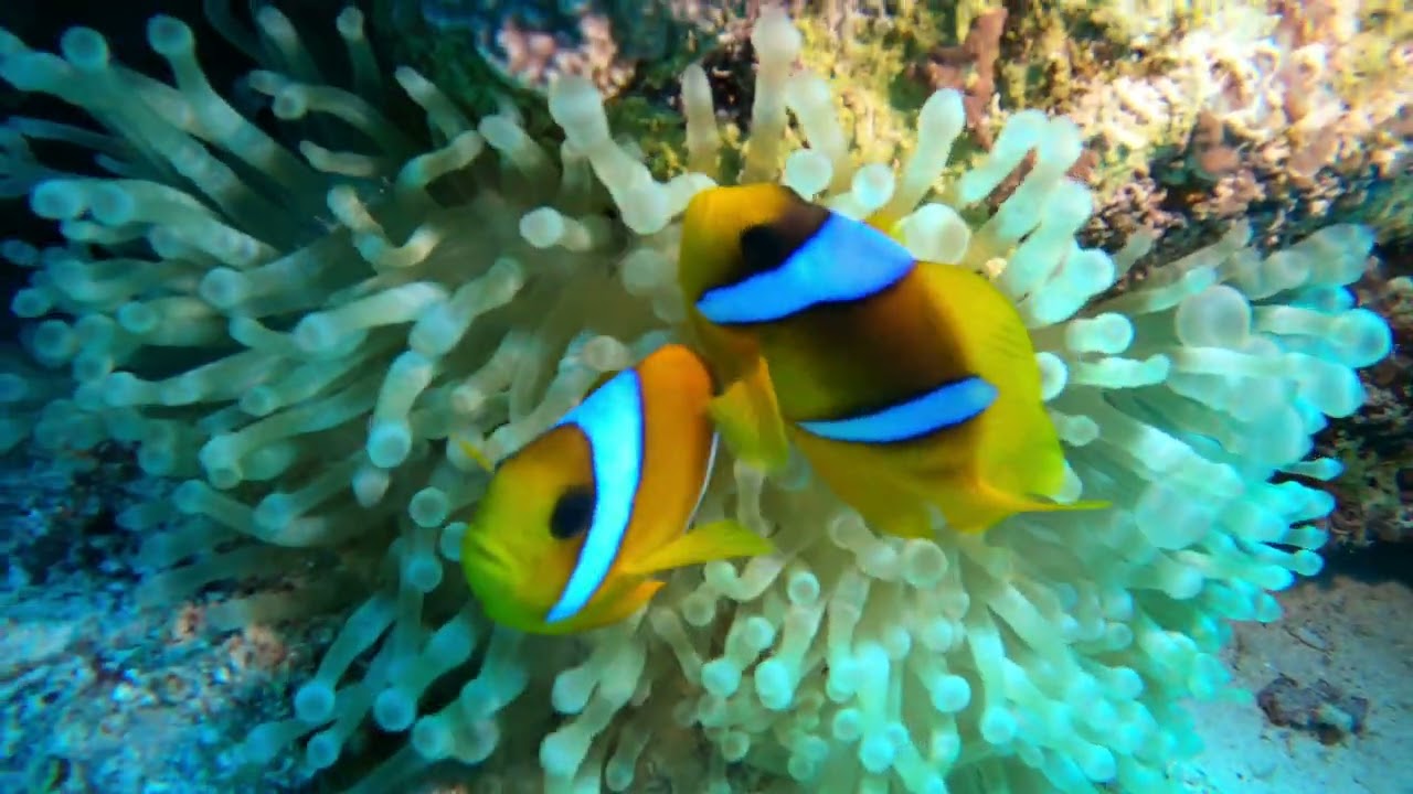 MARSA ALAM DIVING OKTOBER 2025