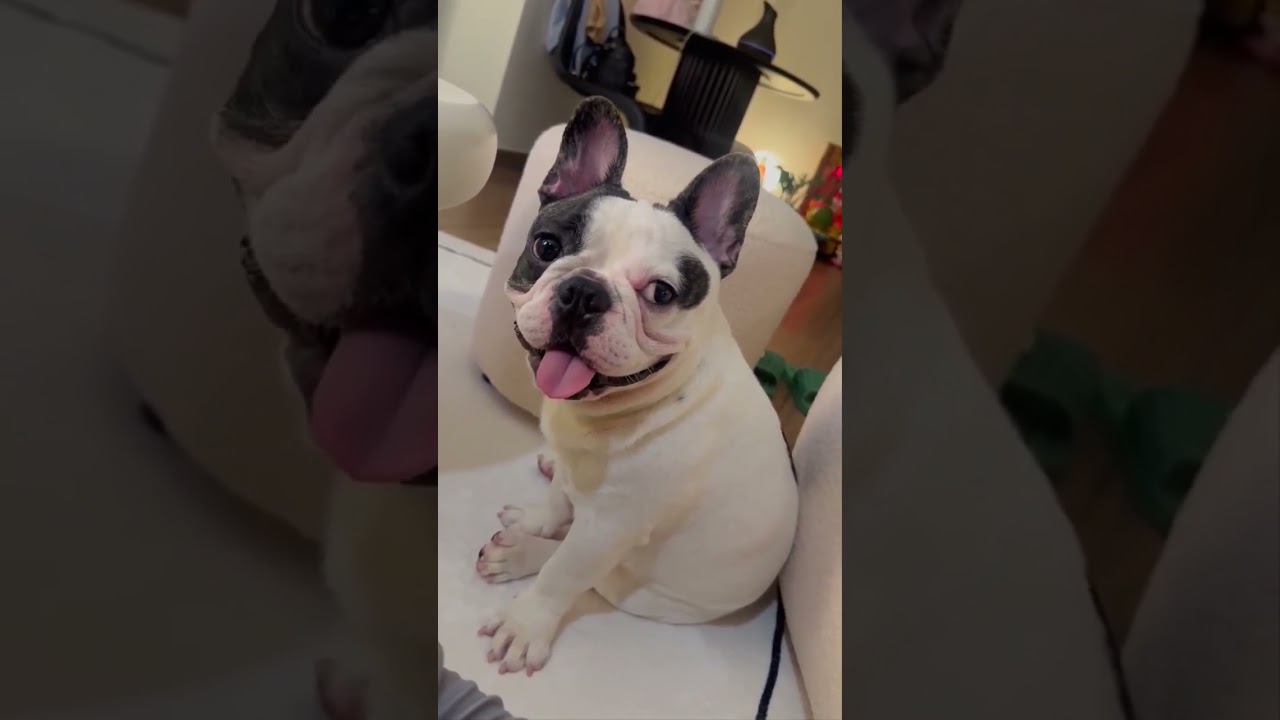 French bully baby pig color////Bé bully Pháp màu lợn sữa!!!