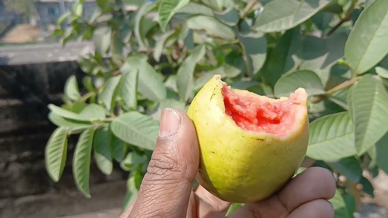 ছাদ বাগানের সেরা জাতের পেয়ারা গাছ।