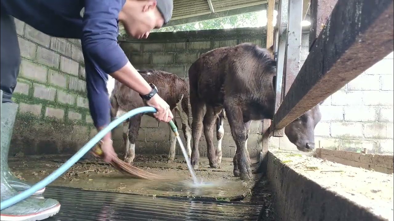 CV. Sumber Rejeki  dan peternakan sapi perah Bapak Puji Utomo Gading Kulon Kabupaten Malang