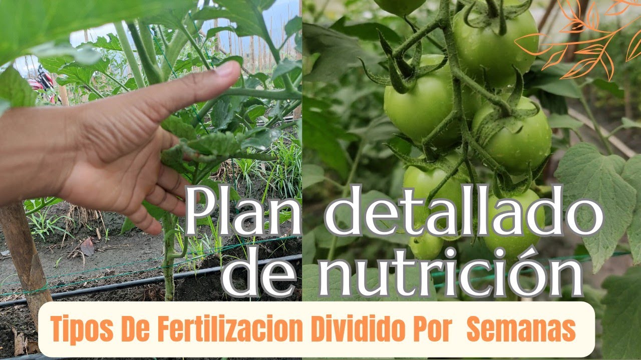 NUTRICION PERFECTA PARA CRECIMIENTO DE FRUTOS