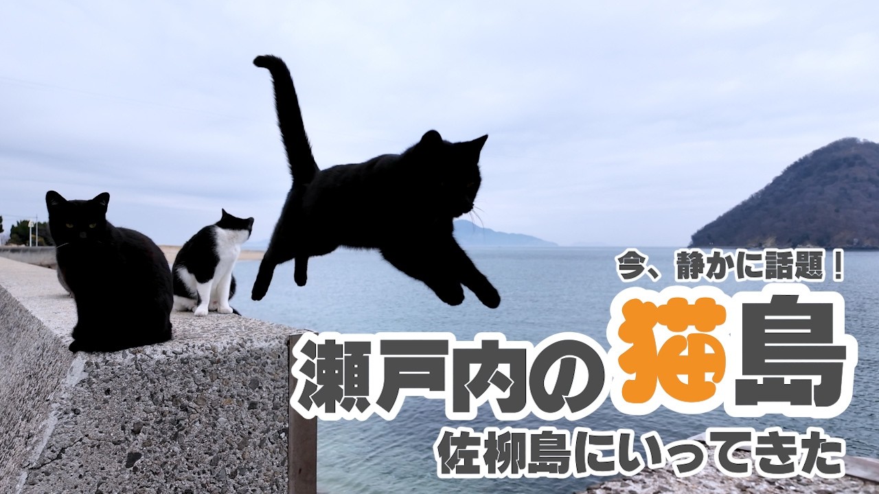 瀬戸内の猫島 佐柳島に行ってきた✨✨
