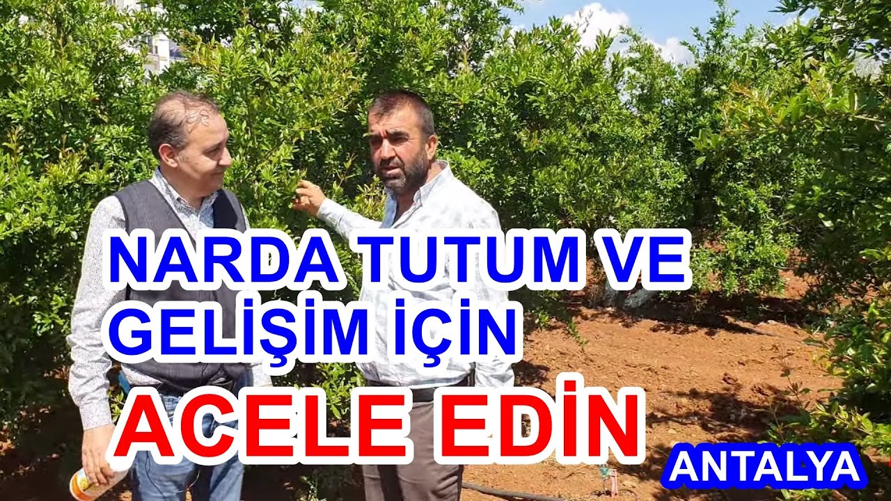 Nar Ağacında Yaprak Gübrelemesi  - Narda Meyve Tutumu Ve Gelişim Sağlamak - Nar Gübreleme