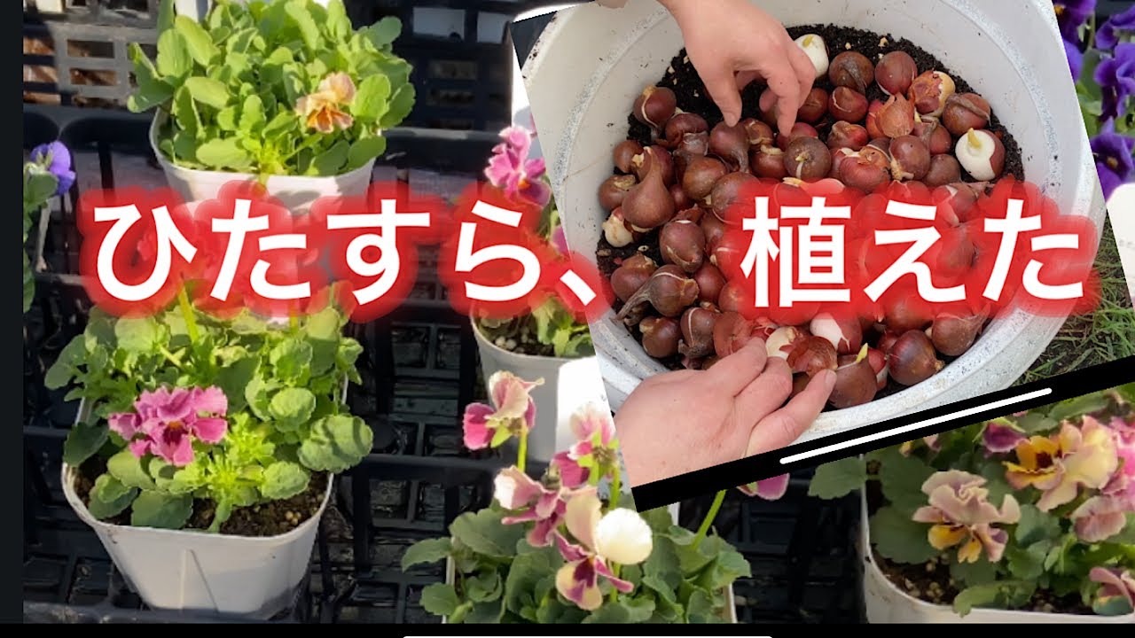 【チューリップ、レアなビオラ】植え付け。冬の準備と春の準備