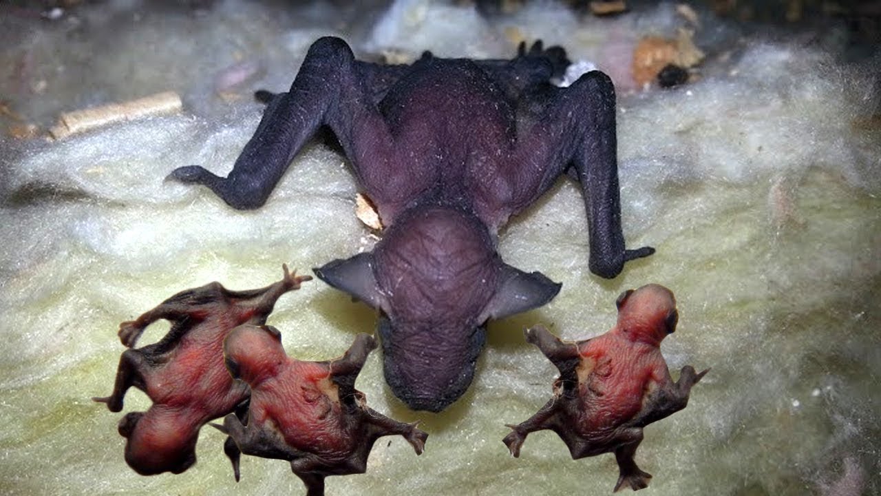 Mommy Bat Giving Birth With A Little Help From Her Friends- Story Animal Giving Birth